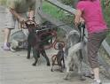 A Dog Fight - Understanding your Pack