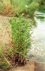 Attēlu rezultāti vaicājumam “Veronica anagallis-aquatica”