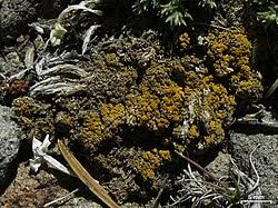 Attēlu rezultāti vaicājumam “Candelariella sp.”