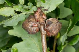 Attēlu rezultāti vaicājumam “Biorhiza pallida”