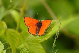 Attēlu rezultāti vaicājumam “Lycaena dispar underside”