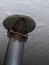 Attēlu rezultāti vaicājumam “Amphipyra pyramidea”