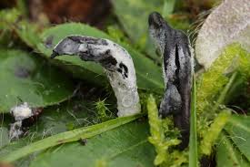 Attēlu rezultāti vaicājumam “Geoglossum sp.”