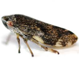 Attēlu rezultāti vaicājumam “Philaenus spumarius”