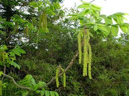 Attēlu rezultāti vaicājumam “Juglans mandshurica”