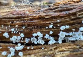 Attēlu rezultāti vaicājumam “Lachnum virgineum”