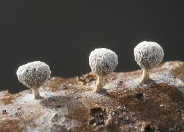 Attēlu rezultāti vaicājumam “Physarum compressum”