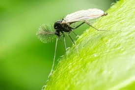 Attēlu rezultāti vaicājumam “Chironomidae”