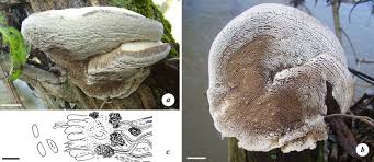 Attēlu rezultāti vaicājumam “Trametes suaveolens”