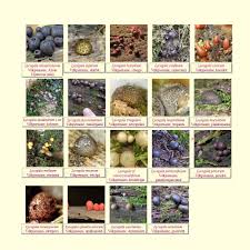 Attēlu rezultāti vaicājumam “Lycogala botrydium spores”