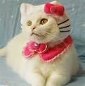 Japan's Hello Kitty Cat Humiliation System