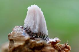 Attēlu rezultāti vaicājumam “Stemonitis fusca”