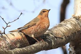Image result for Turdus naumanni