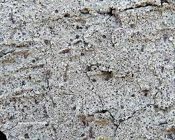 Attēlu rezultāti vaicājumam “Cliostomum corrugatum”