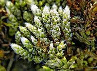 Attēlu rezultāti vaicājumam “Bryum argenteum sporophyte”