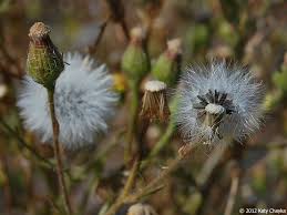 Attēlu rezultāti vaicājumam “Senecio viscosus flower”