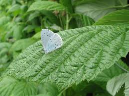 Attēlu rezultāti vaicājumam “Celastrina argiolus female”