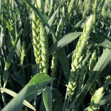 Attēlu rezultāti vaicājumam “Triticum aestivum”