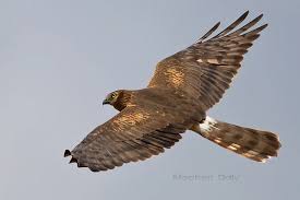 Attēlu rezultāti vaicājumam “Circus pygargus adult”