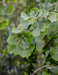 Attēlu rezultāti vaicājumam “Ginkgo biloba leaf”