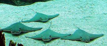 Image result for Rhinoptera bonasus