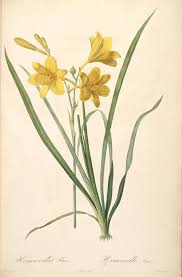 Attēlu rezultāti vaicājumam “Hemerocallis lilioasphodelus”