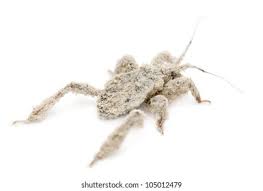 Attēlu rezultāti vaicājumam “Reduvius personatus”