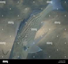 Image result for Pomadasys commersonnii