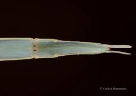 Attēlu rezultāti vaicājumam “Didymium verrucisporum stalked”