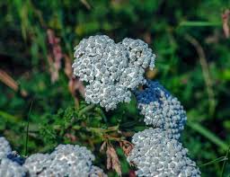 Attēlu rezultāti vaicājumam “Achillea millefolium bud”
