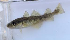 Image result for Microgadus tomcod
