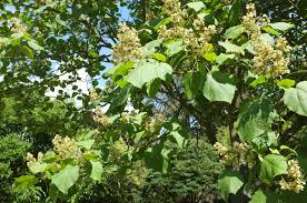 Attēlu rezultāti vaicājumam “Catalpa ovata”