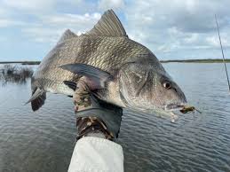 Image result for Pogonias cromis