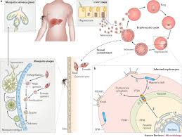 Attēlu rezultāti vaicājumam “Cribraria purpurea plasmodium”