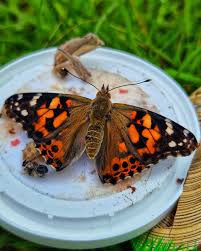 Attēlu rezultāti vaicājumam “Vanessa cardui underside”
