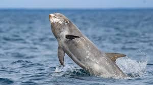 Image result for Grampus griseus