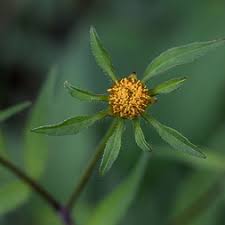 Attēlu rezultāti vaicājumam “Bidens tripartita flower”