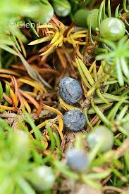 Attēlu rezultāti vaicājumam “Juniperus communis male flower”