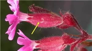 Image result for Silene dioica