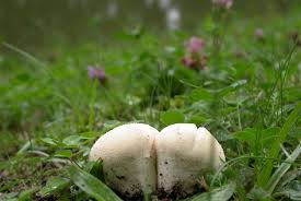 Attēlu rezultāti vaicājumam “Calvatia utriformis”