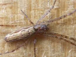 Attēlu rezultāti vaicājumam “Tetragnatha montana”