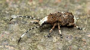 Attēlu rezultāti vaicājumam “Platystomos albinus”