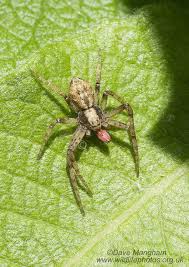 Attēlu rezultāti vaicājumam “Philodromus sp.”