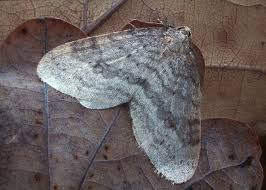 Attēlu rezultāti vaicājumam “Operophtera”