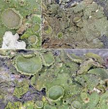 Attēlu rezultāti vaicājumam “Melanohalea exasperata”