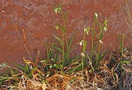 Attēlu rezultāti vaicājumam “Epipactis”