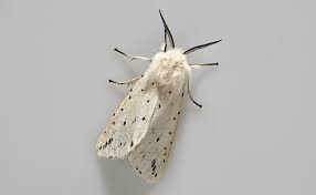 Attēlu rezultāti vaicājumam “Spilosoma lubricipeda”
