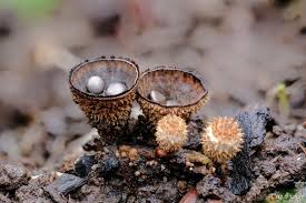 Attēlu rezultāti vaicājumam “Cyathus striatus”