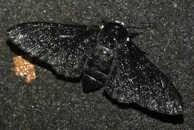 Attēlu rezultāti vaicājumam “Biston betularia”