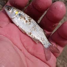 Image result for Mugil curema